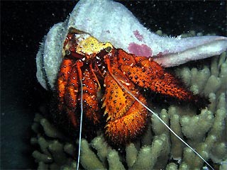 Crab - Hermit - Quantity of 3